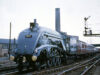 “Golden Plover” at Peterborough North (1961)