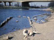 Sunken Boat at Orton Staunch (1991)