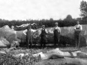 Big Tree House, Peakirk