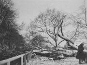 After The Storm, Thorney