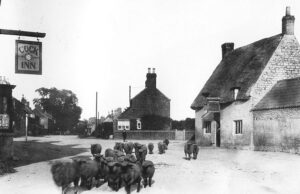 Werrington, Cock Inn c.1906