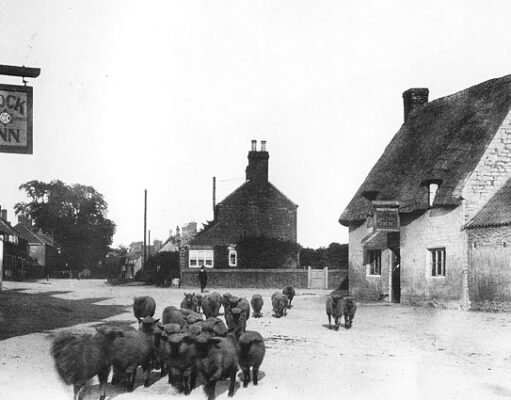 Werrington, Cock Inn c.1906